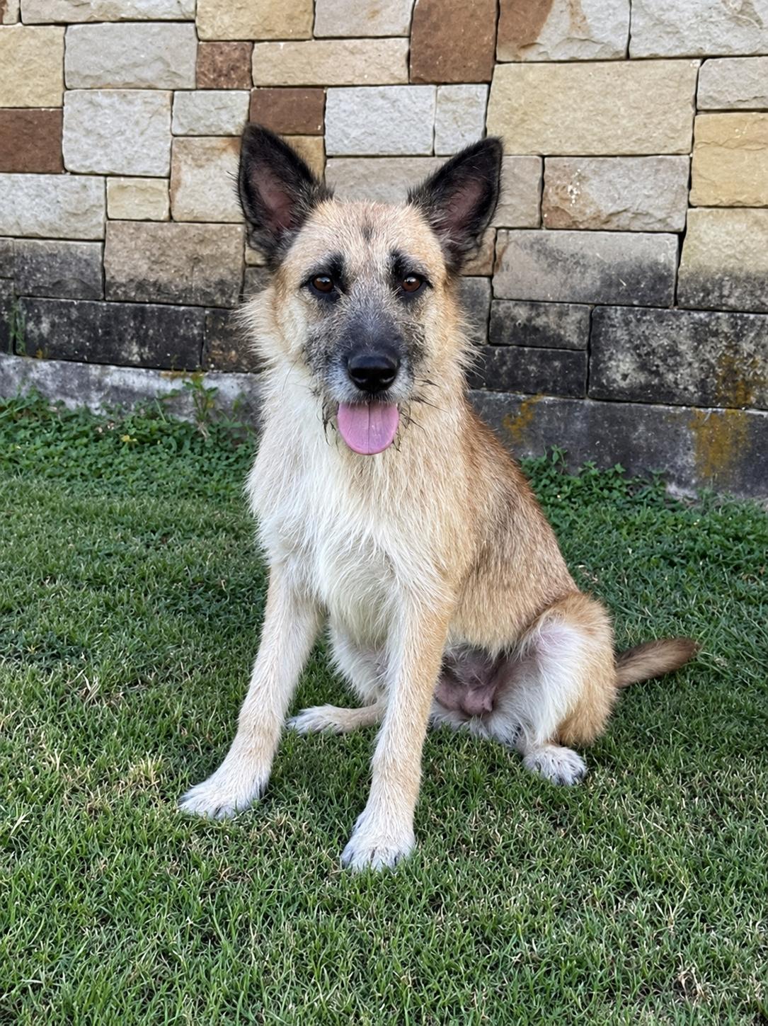 Enlarge SUNNY, a Adoptable mixed breed in Thornhill, ON image 1/3