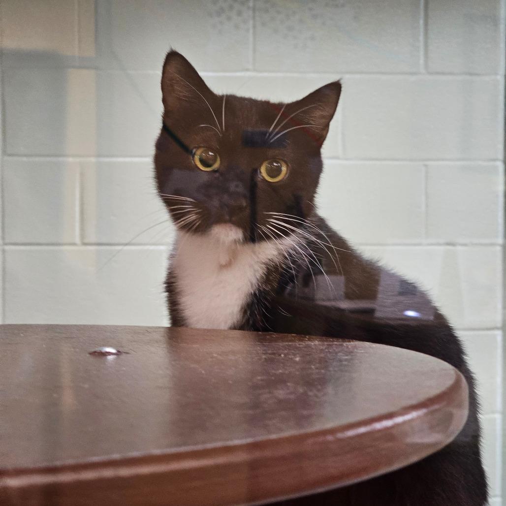 Enlarge Zenobia, a ADOPTABLE Domestic Short Hair in Brownsville, VT image 1/1