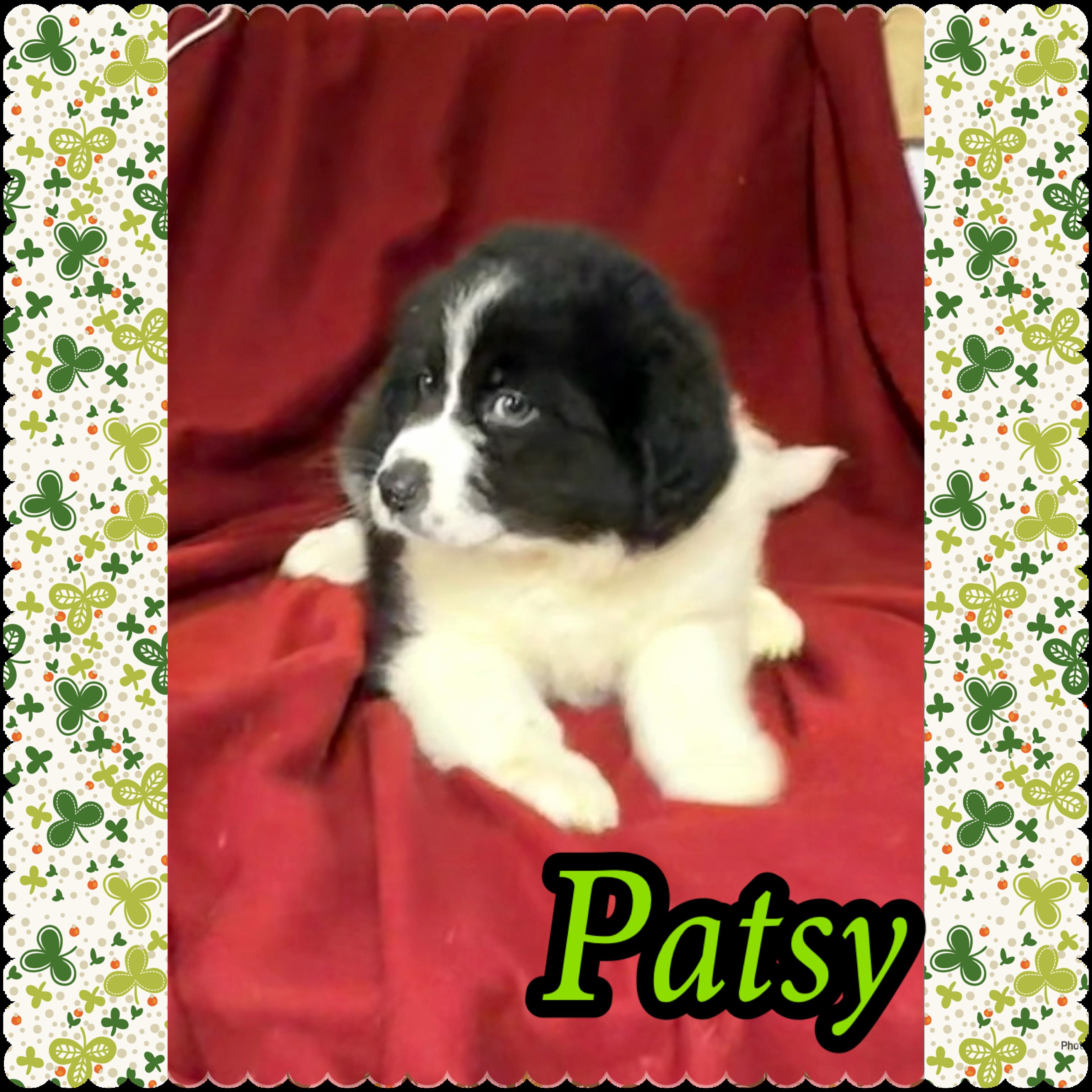 Patsy - Adopted | Petfinder