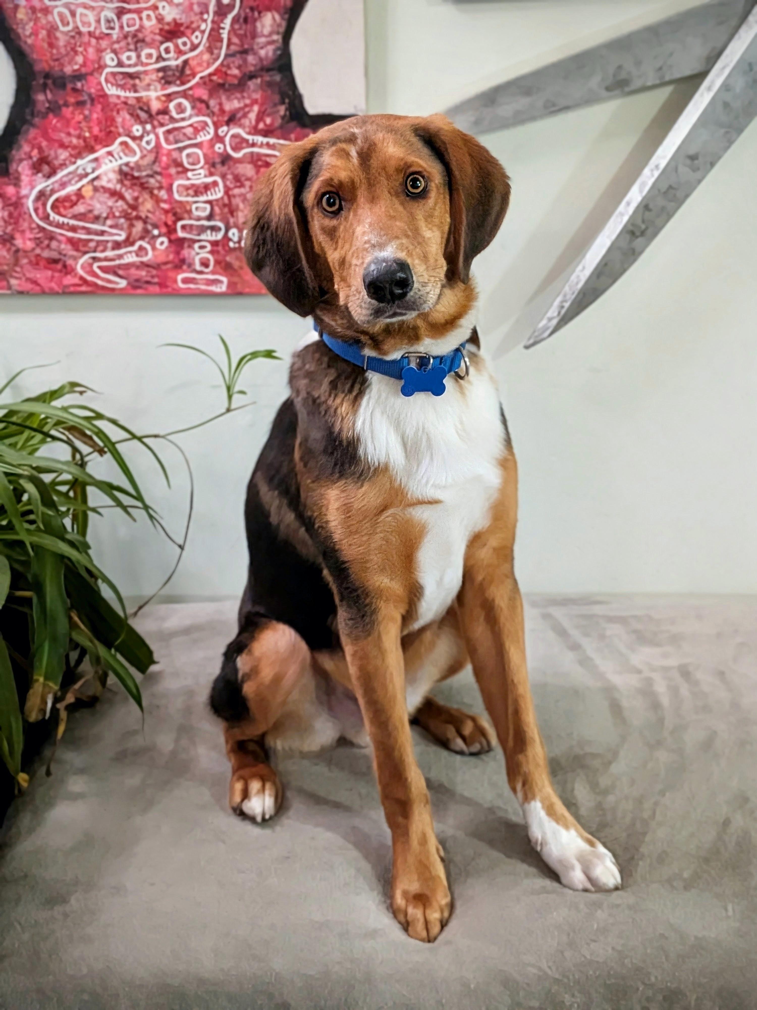 Chipmunk, Adoptable, Young Male American Foxhound.