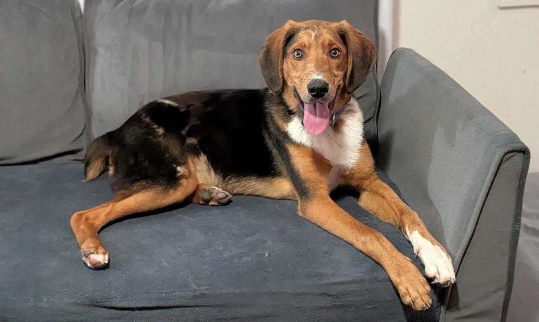 Chipmunk, a Adoptable mixed breed in TULSA, OK image 2/6