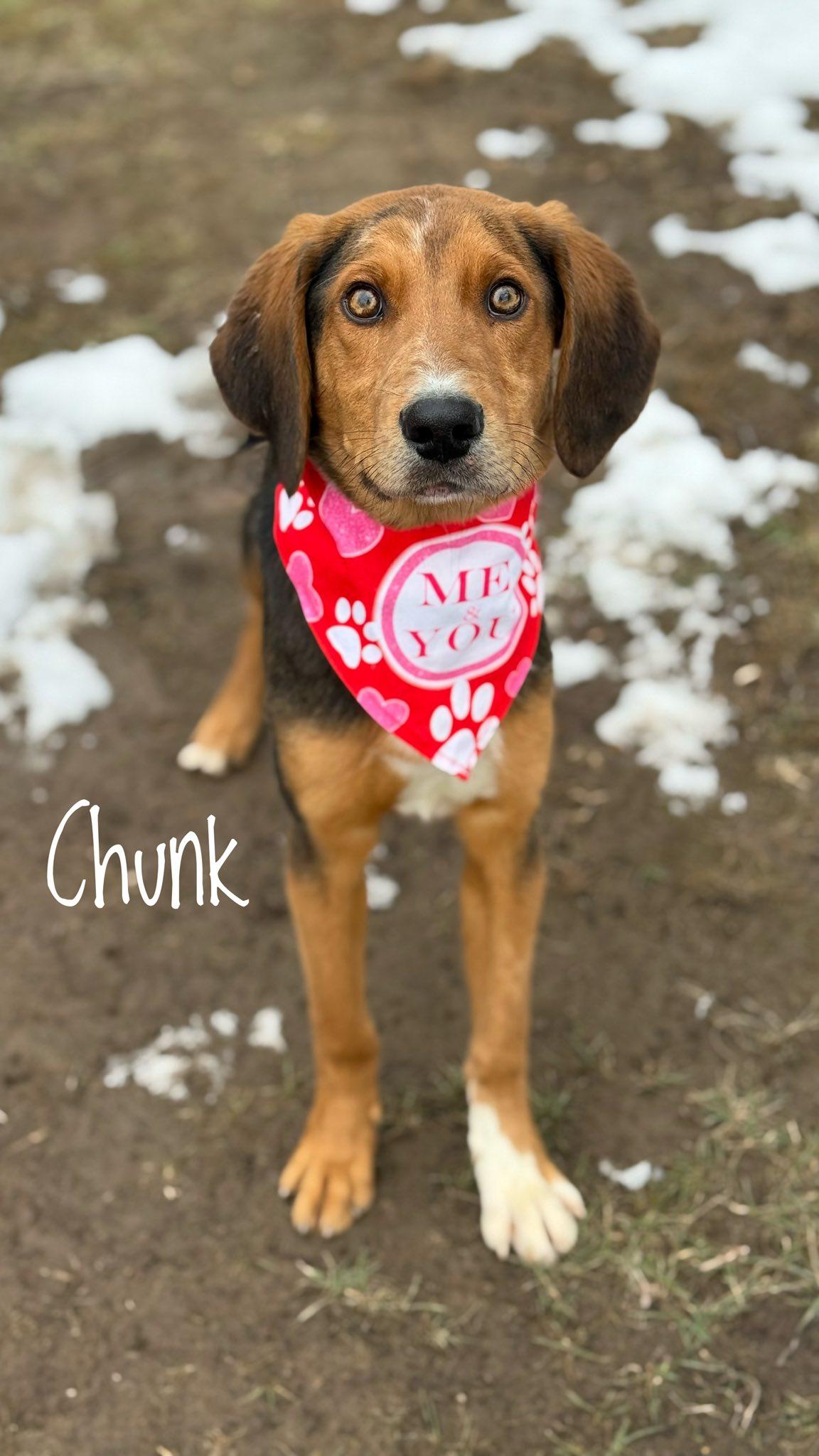 Chipmunk, a Adoptable mixed breed in TULSA, OK image 3/6