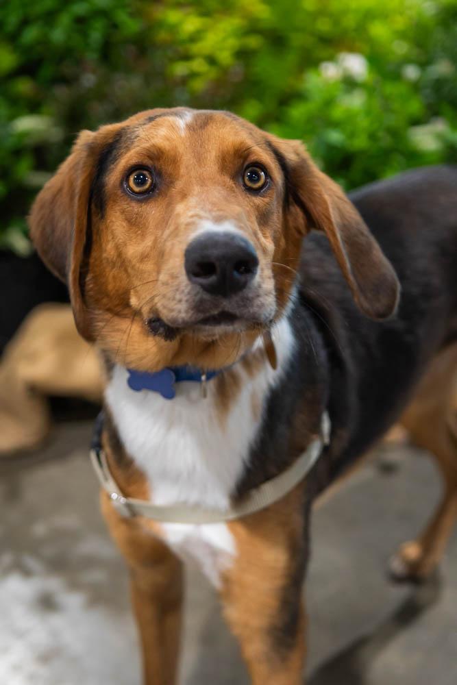 Enlarge Chipmunk, a Adoptable mixed breed in TULSA, OK image 4/6
