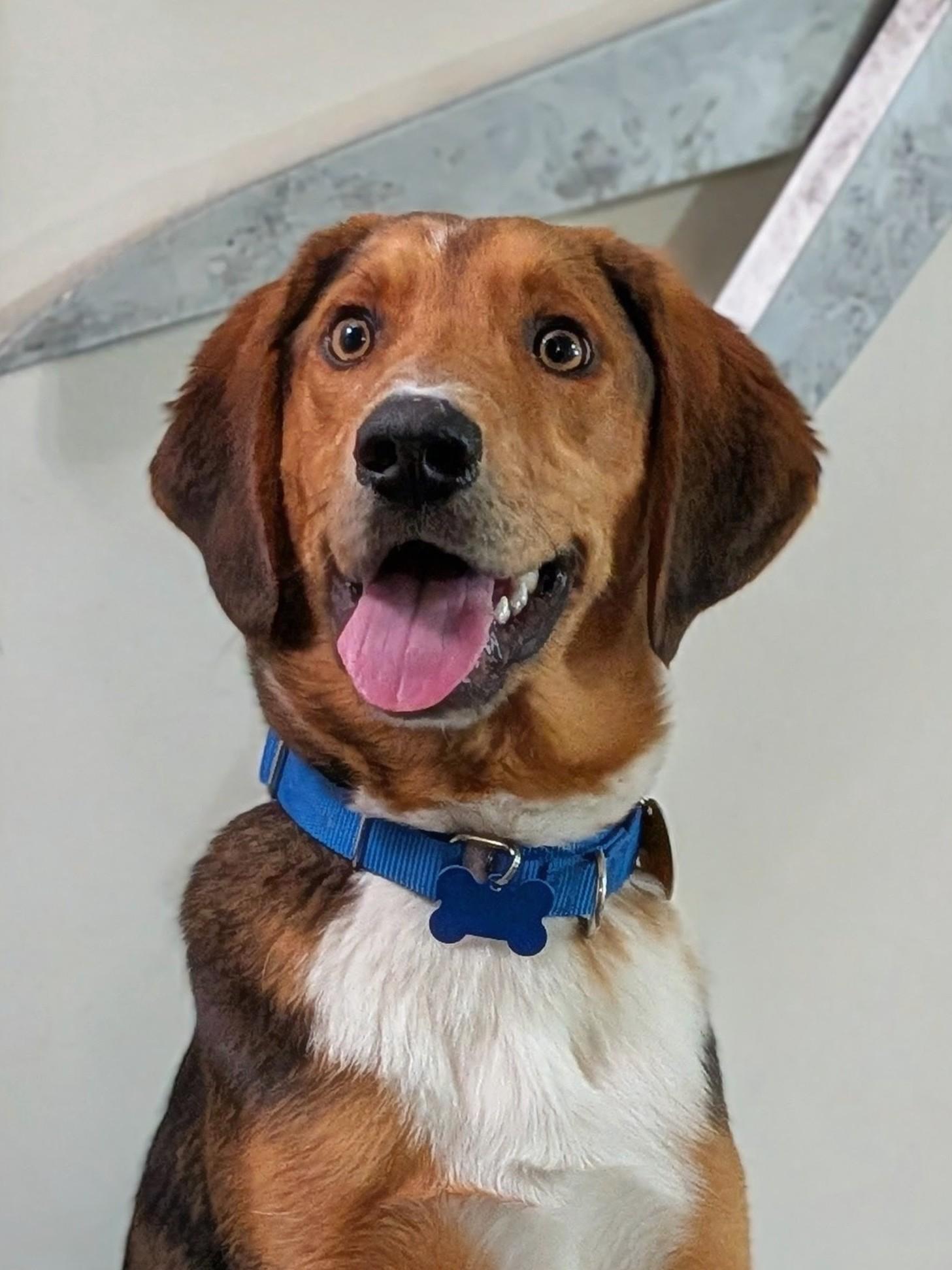 Chipmunk, a Adoptable mixed breed in TULSA, OK image 6/6