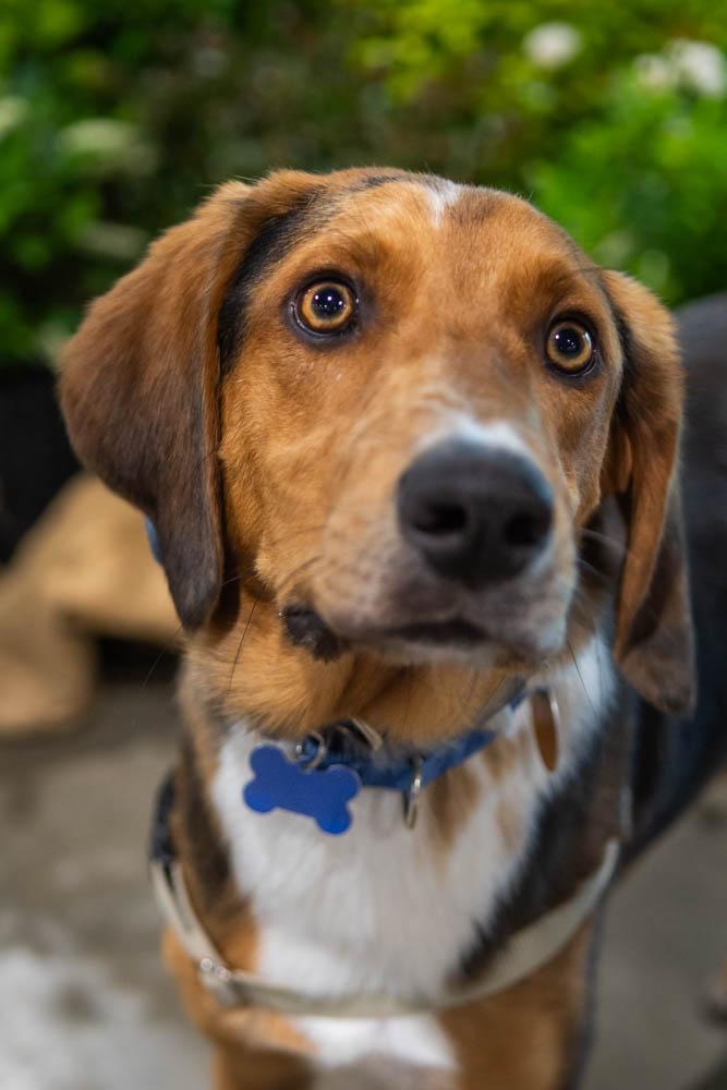 Enlarge Chipmunk, a Adoptable mixed breed in TULSA, OK image 6/6