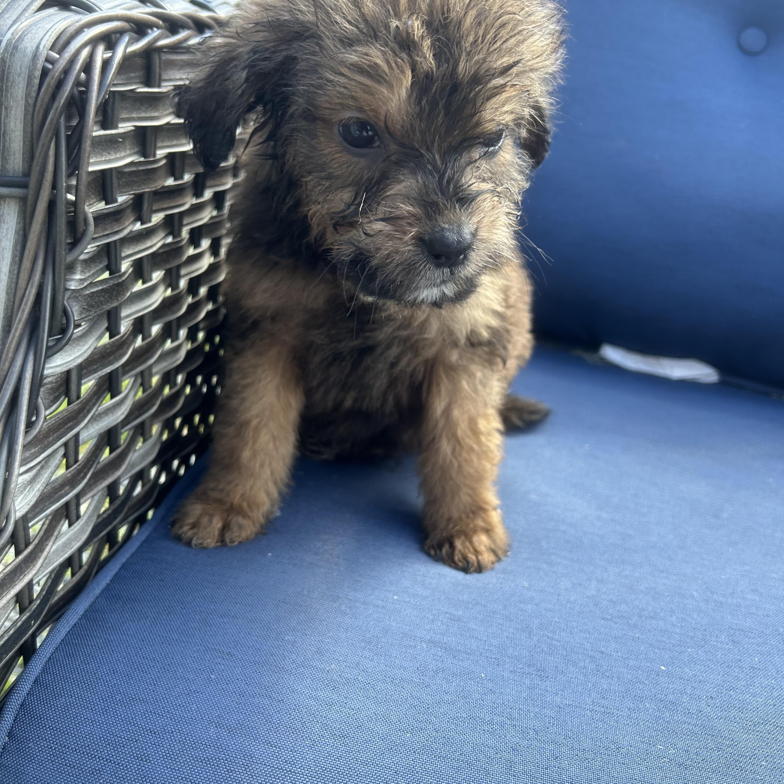 TEMU (in NY), an adopted mixed breed in New York, NY image 2/5