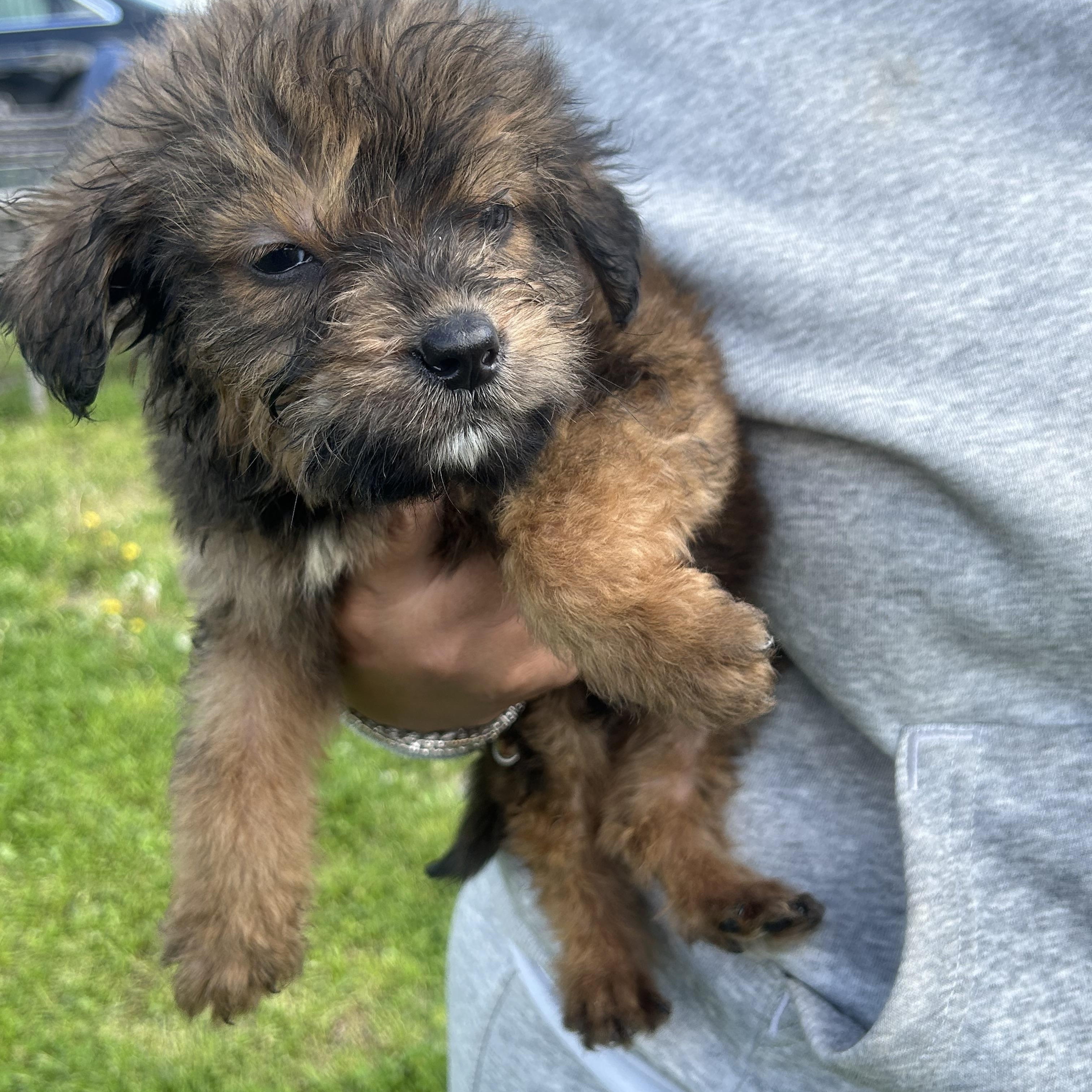 TEMU (in NY), an adopted mixed breed in New York, NY image 1/5