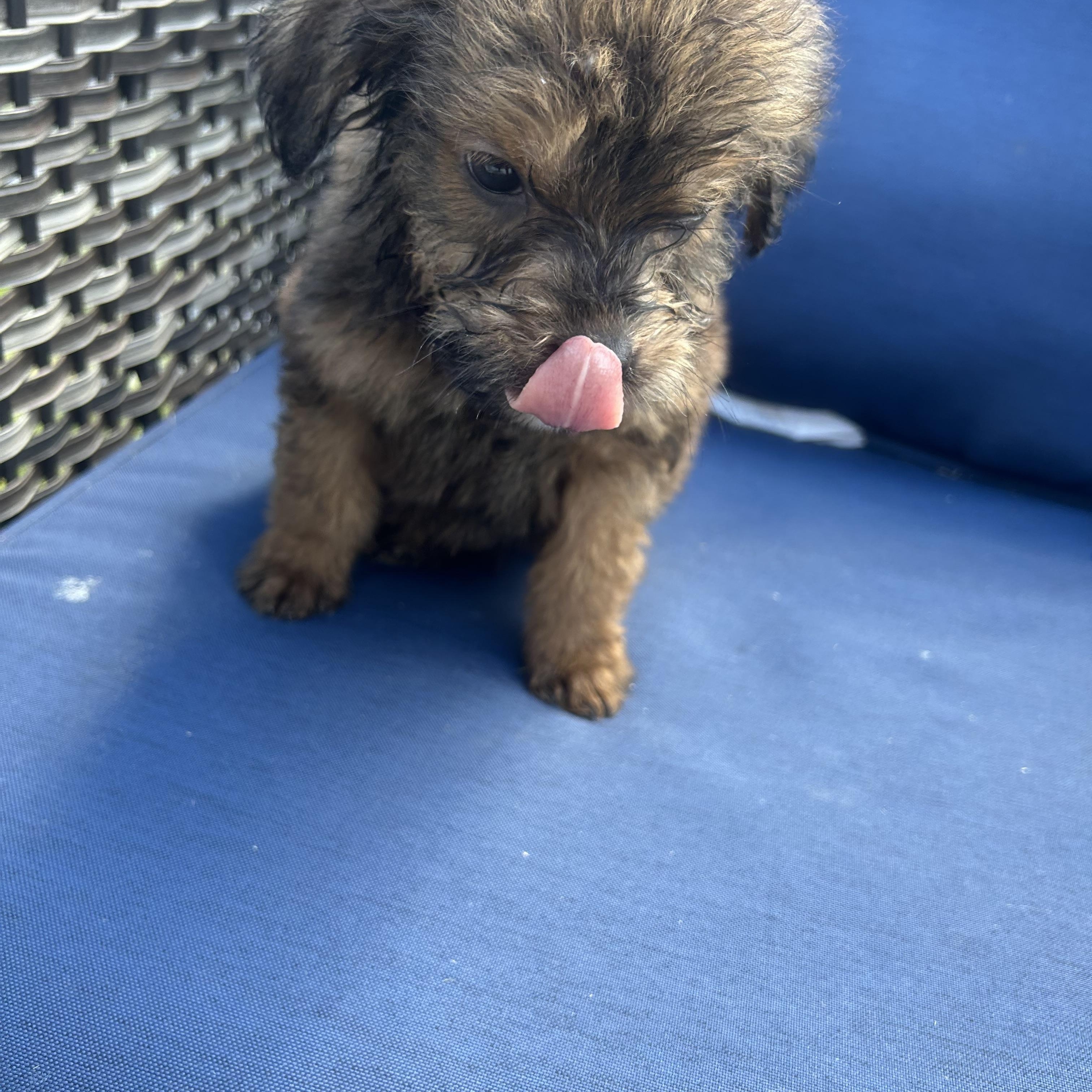 TEMU (in NY), an adopted mixed breed in New York, NY image 3/5