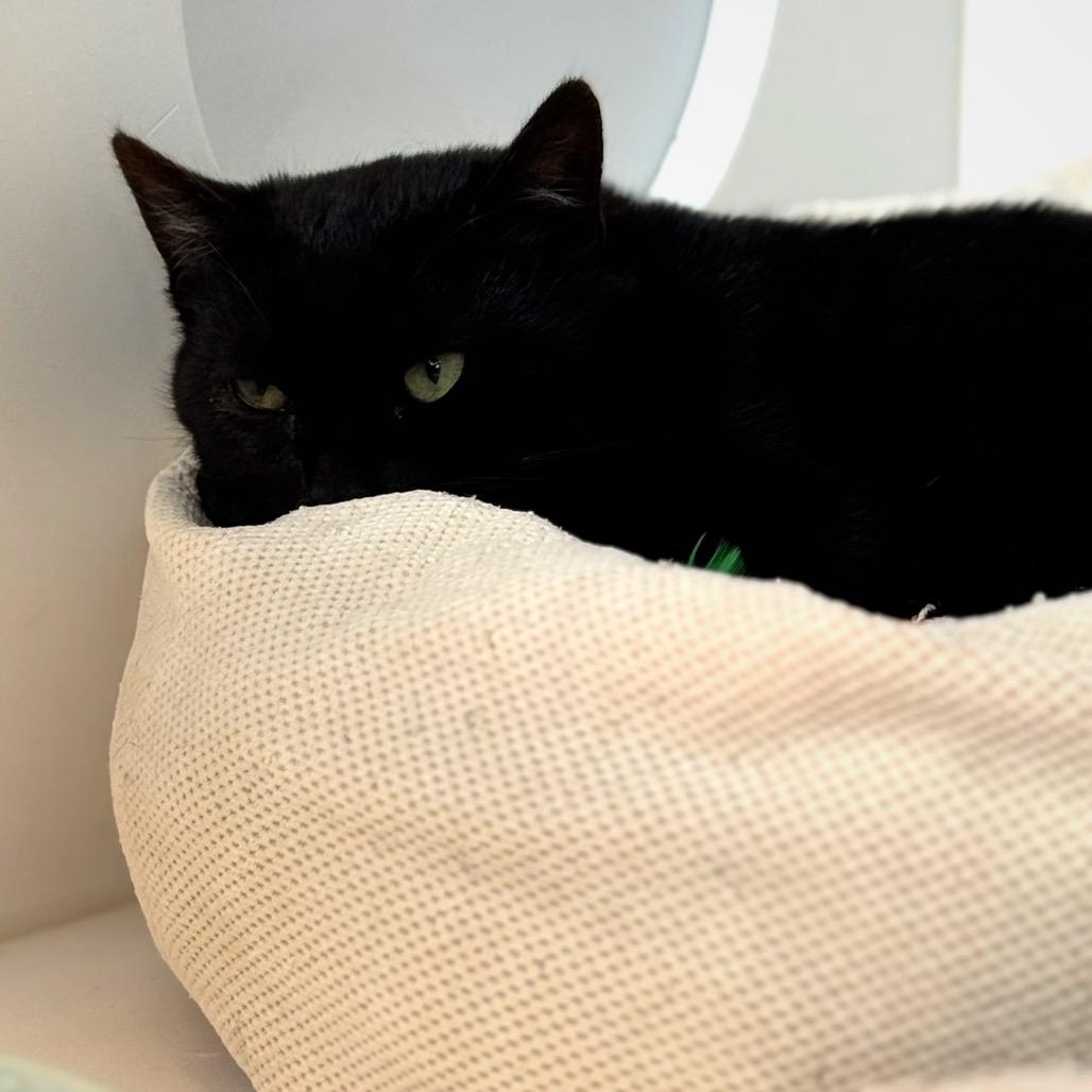 Ashanti — thumbnail 2