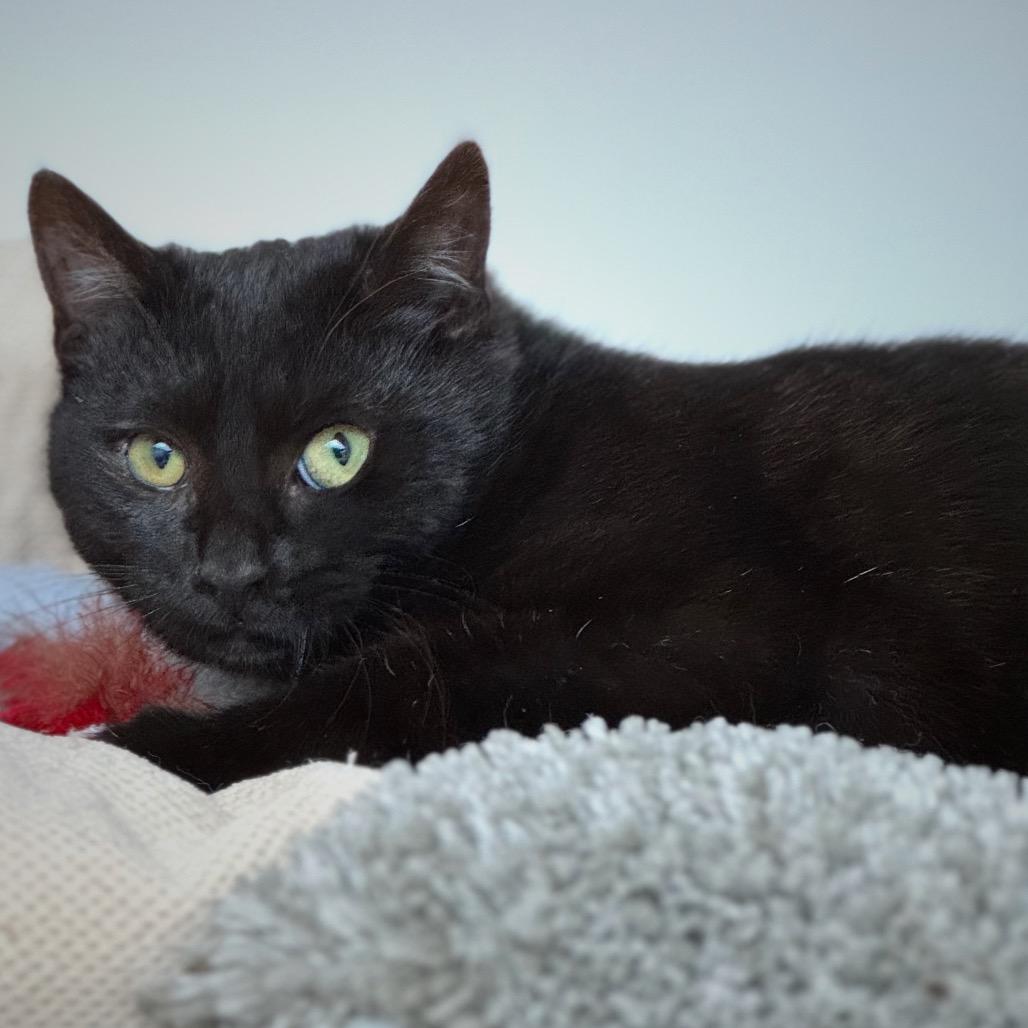 Ashanti — thumbnail 3