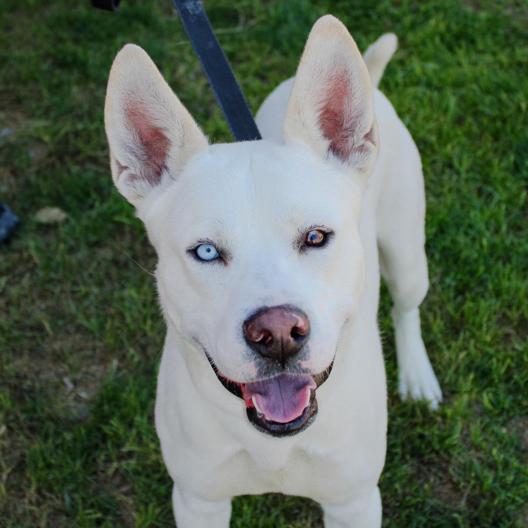 Clue, Adoptable, Young Male Labrador Retriever & Husky.