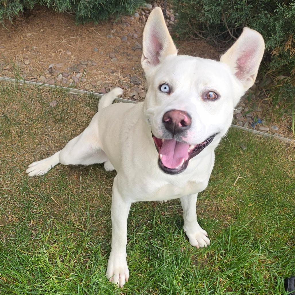 Clue, a Adoptable mixed breed in Great Falls, MT image 2/5