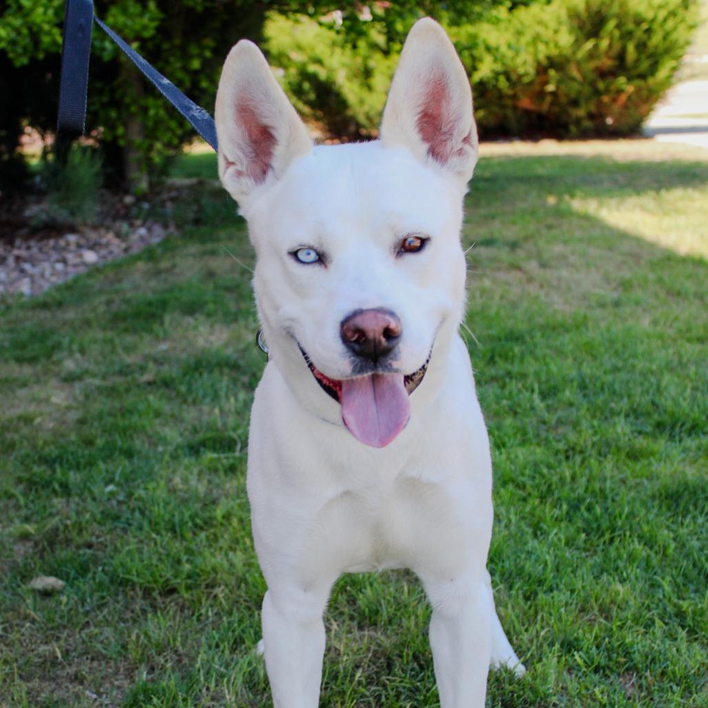 Clue, a Adoptable mixed breed in Great Falls, MT image 3/5