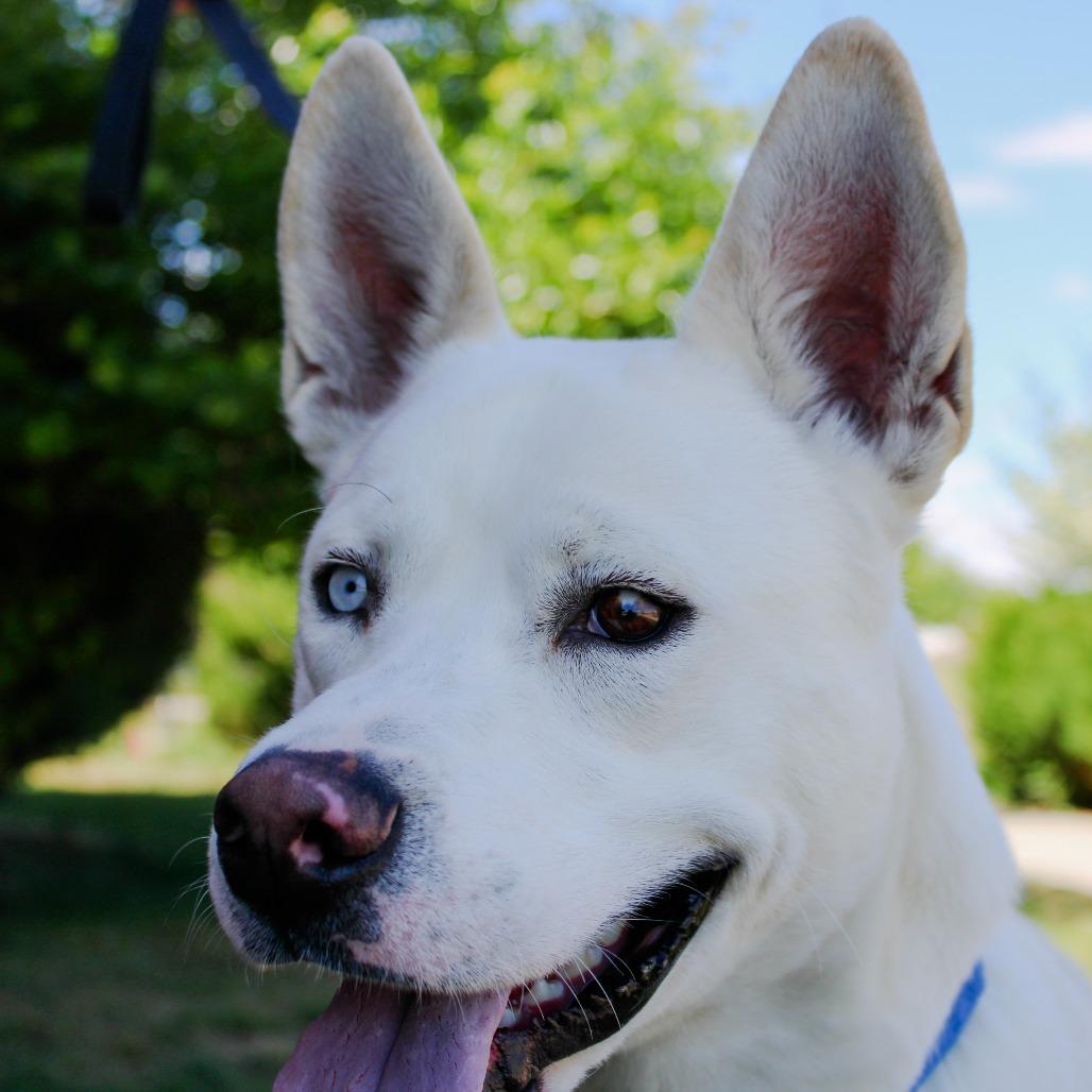 Clue, a Adoptable mixed breed in Great Falls, MT image 4/5