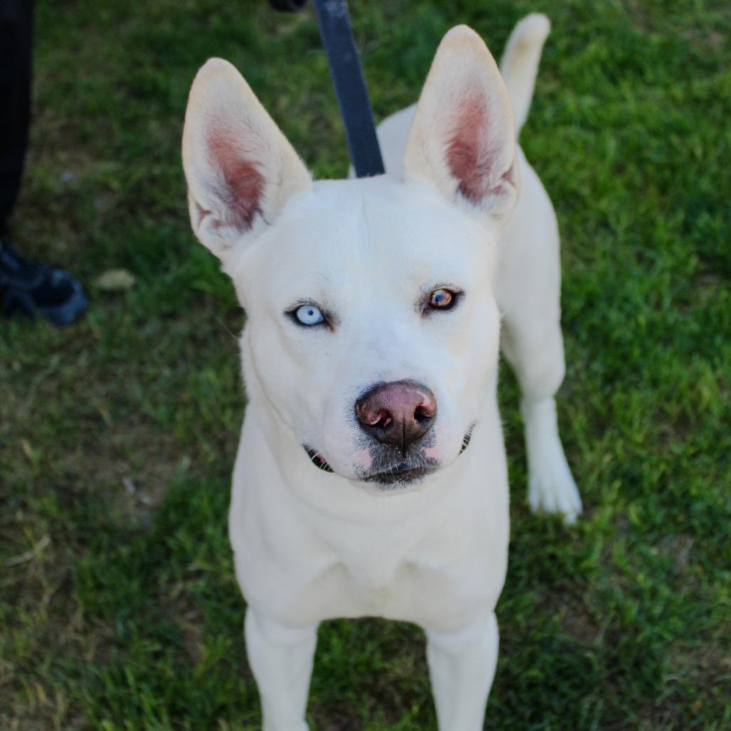 Clue, a Adoptable mixed breed in Great Falls, MT image 5/5