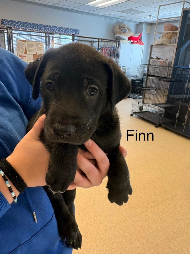 Finn, Adopted, Puppy Male Anatolian Shepherd & Mixed Breed.