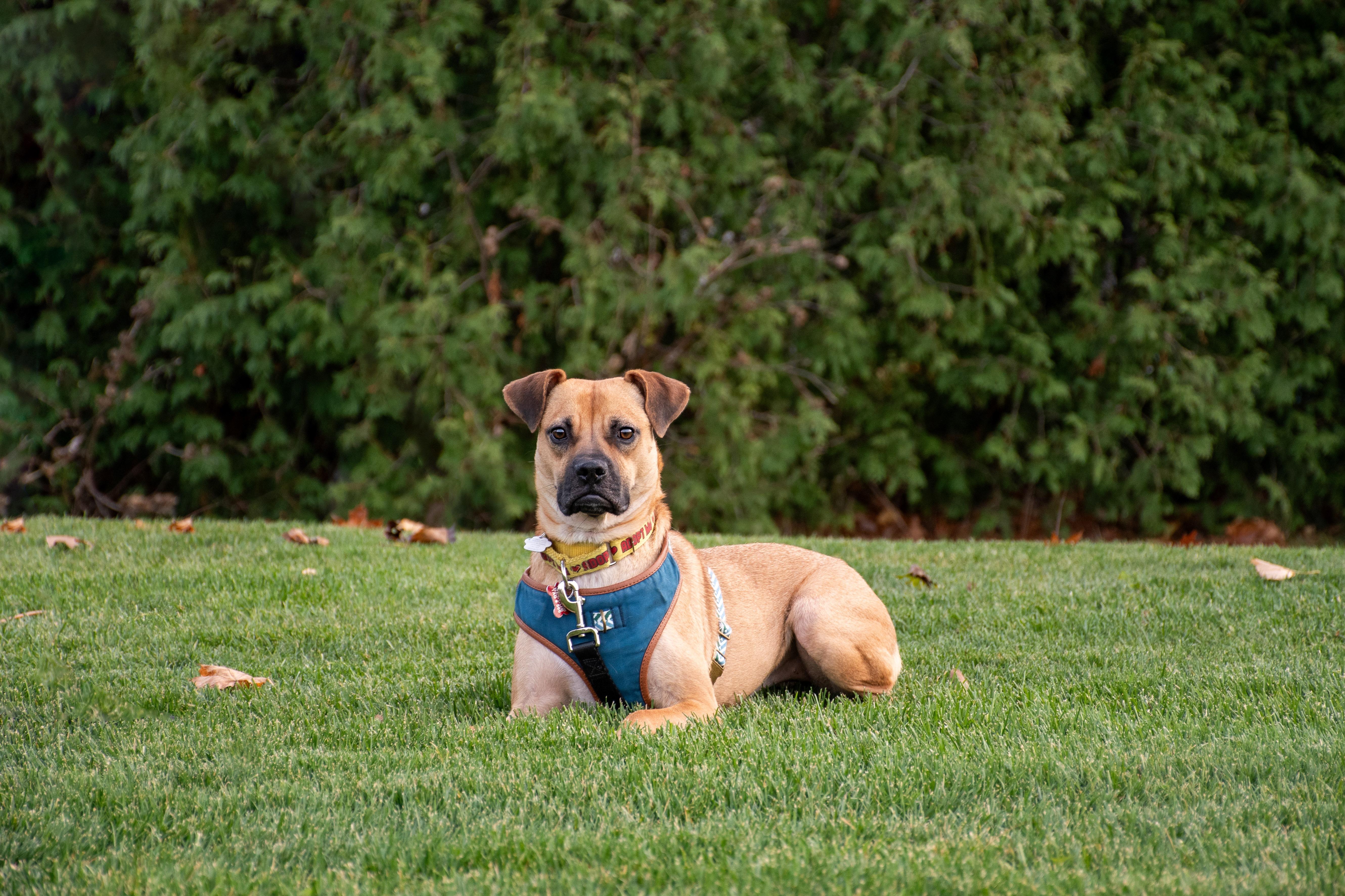 Enlarge Lua, a ADOPTABLE mixed breed in Mississauga, ON image 5/6
