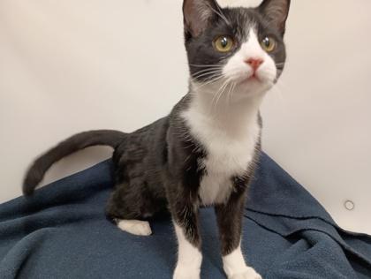 Enlarge Felix, a Adoptable Domestic Short Hair in Boulder, CO image 1/3