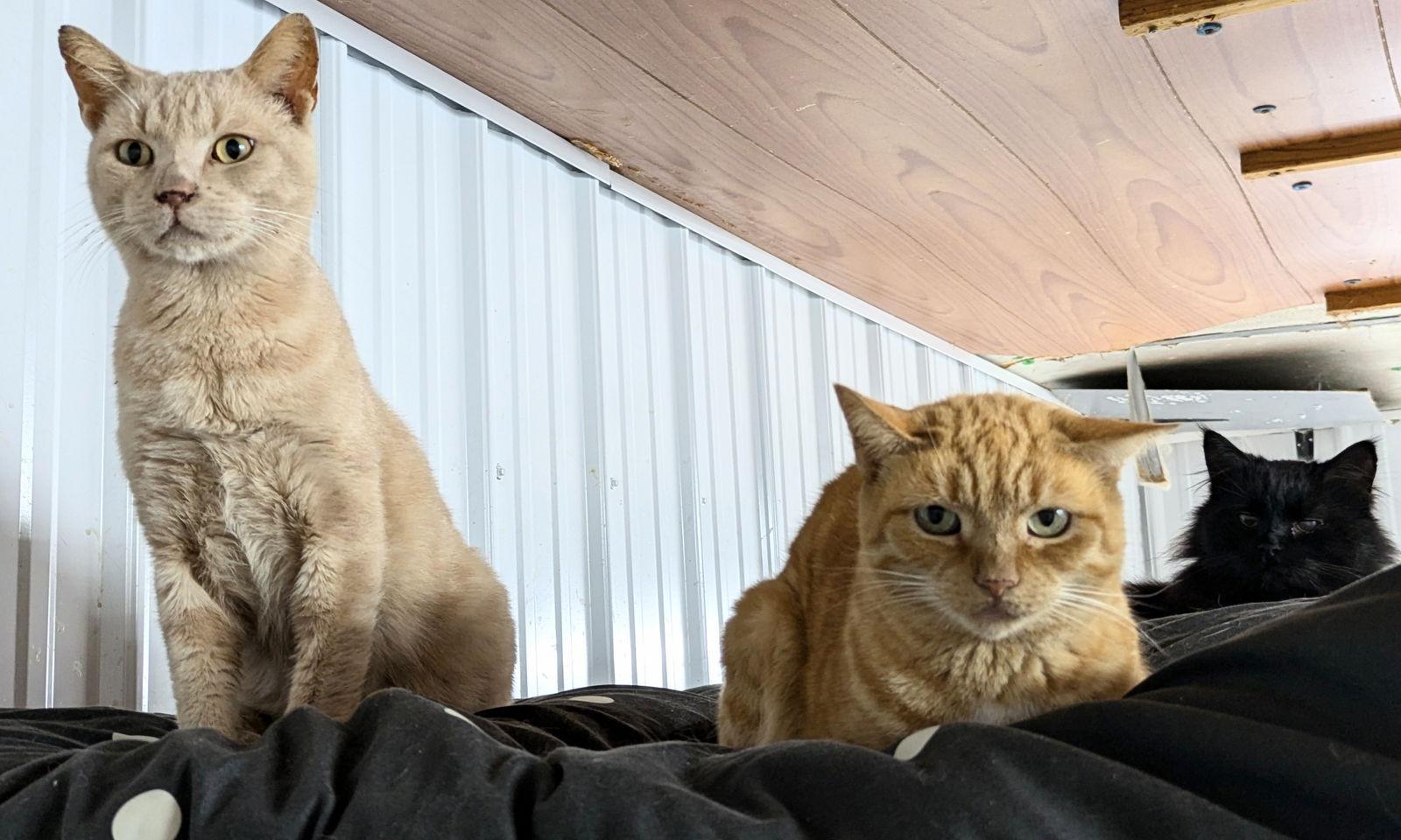 Poly, a Adoptable mixed breed image 2/6