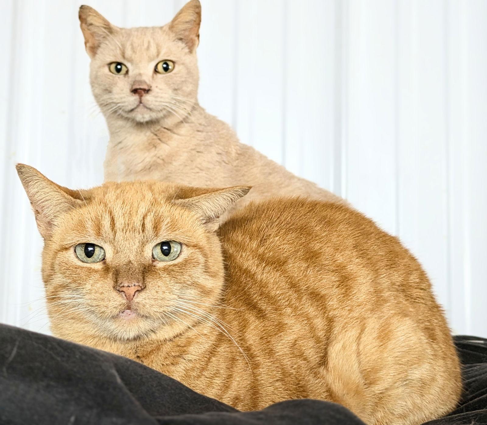 Poly, a Adoptable mixed breed image 3/6