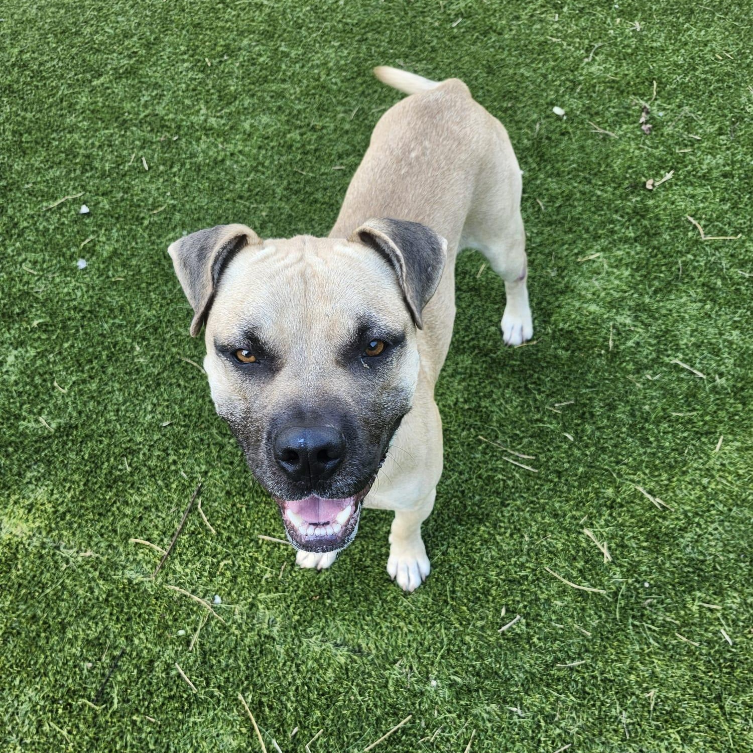 Sultan — thumbnail 2