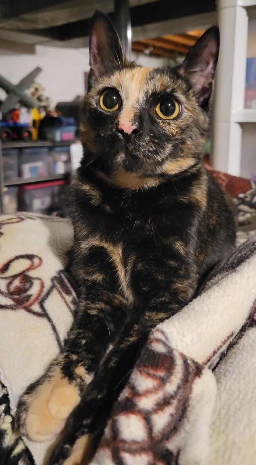 *Kasey, a Adoptable Domestic Short Hair in Forest, VA image 2/4