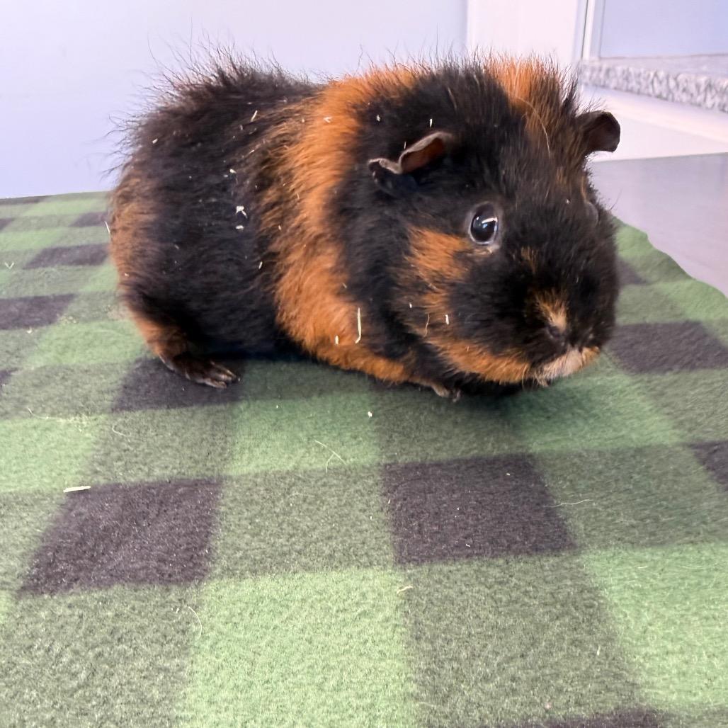 Bucky, a Adoptable Guinea Pig in Watertown, NY image 1/2