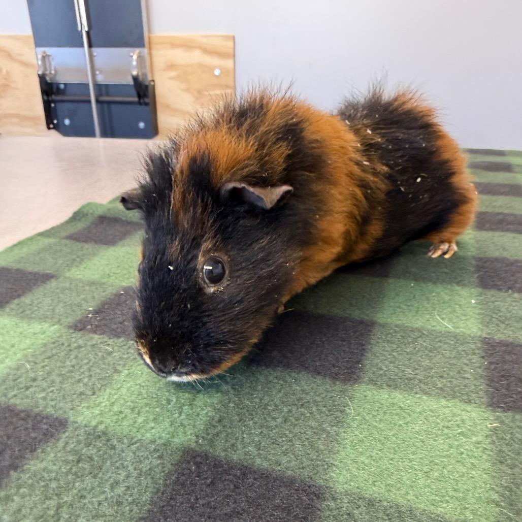 Bucky, a Adoptable Guinea Pig in Watertown, NY image 2/2