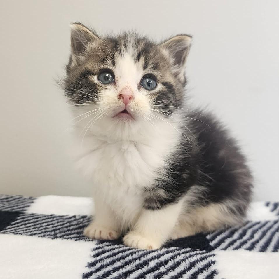 Greta, Adoptable, Kitten Female Domestic Short Hair.