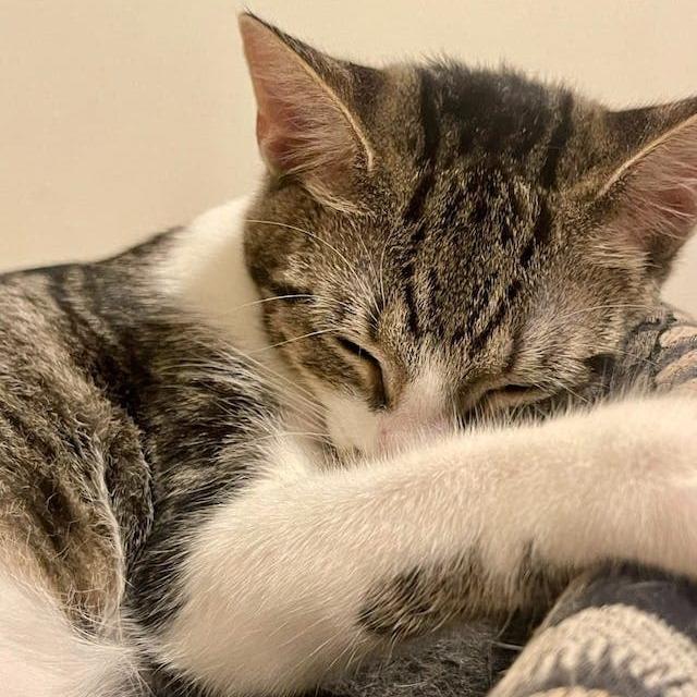 Enlarge Fee (bonded to foe), a Adoptable Domestic Short Hair in Middle Village, NY image 1/6