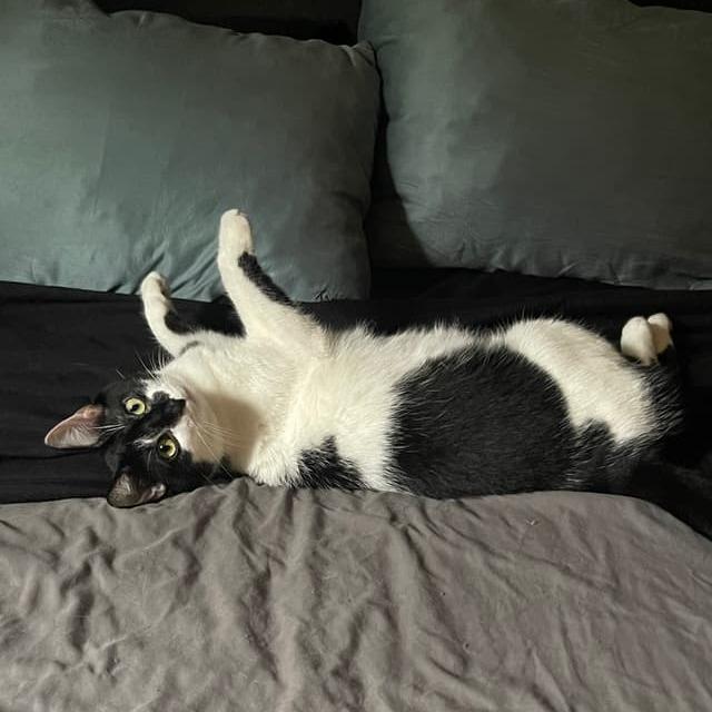 Enlarge Fee (bonded to foe), a Adoptable Domestic Short Hair in Middle Village, NY image 2/6