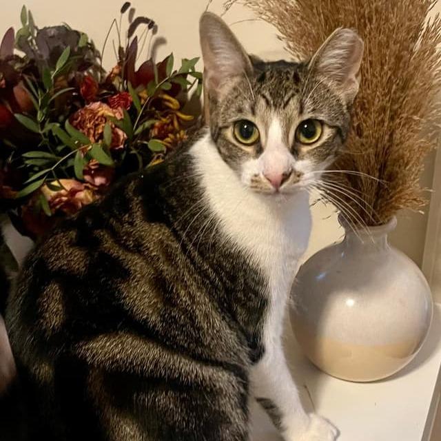 Enlarge Fee (bonded to foe), a Adoptable Domestic Short Hair in Middle Village, NY image 3/6