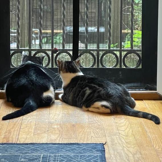 Enlarge Fee (bonded to foe), a Adoptable Domestic Short Hair in Middle Village, NY image 4/6