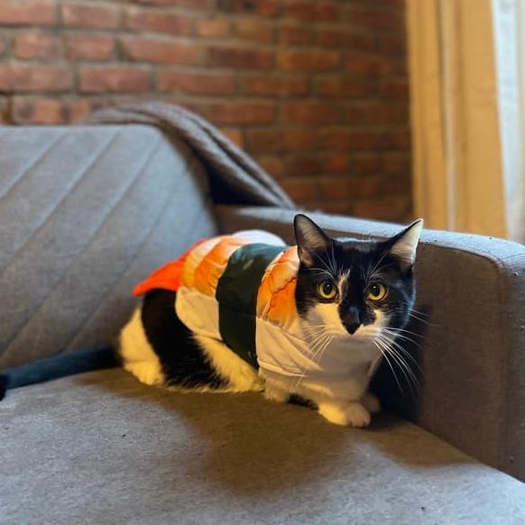 Enlarge Fee (bonded to foe), a Adoptable Domestic Short Hair in Middle Village, NY image 5/6