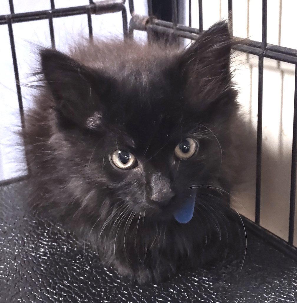 Ford, a Adopted Domestic Medium Hair in Albemarle, NC image 1/3