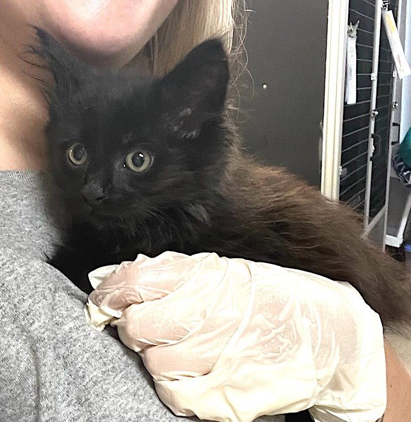 Ford, a Adopted Domestic Medium Hair in Albemarle, NC image 2/3