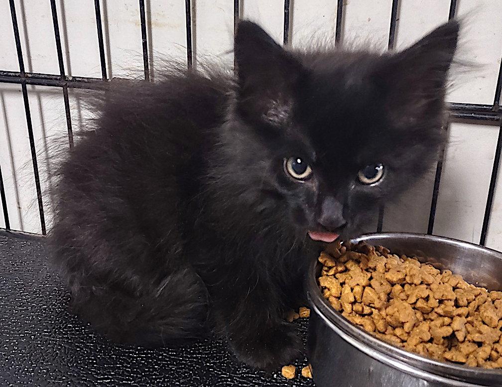Ford, a Adopted Domestic Medium Hair in Albemarle, NC image 3/3