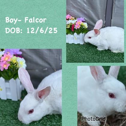 Enlarge Falcor, a Adoptable mixed breed in Chesapeake, VA image 1/1