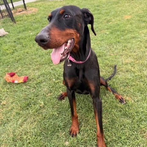 Enlarge Rue, a ADOPTABLE Doberman Pinscher in Torrance, CA image 6/6