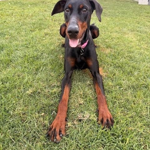 Enlarge Rue, a ADOPTABLE Doberman Pinscher in Torrance, CA image 3/6