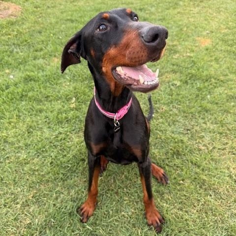 Enlarge Rue, a ADOPTABLE Doberman Pinscher in Torrance, CA image 4/6