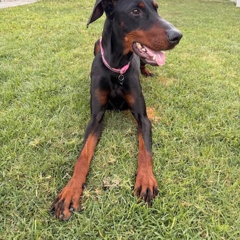 Enlarge Rue, a ADOPTABLE Doberman Pinscher in Torrance, CA image 5/6