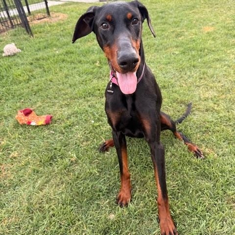 Rue, ADOPTABLE, Adult Female Doberman Pinscher.