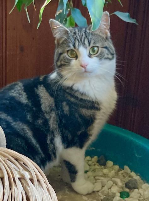 Penny, a ADOPTABLE Domestic Short Hair in Ottawa, ON image 5/6