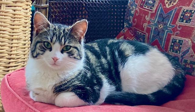 Penny, an adoptable Domestic Short Hair in Ottawa, ON image 2/6