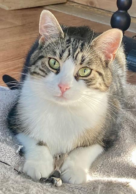 Penny, an adoptable Domestic Short Hair in Ottawa, ON image 1/6