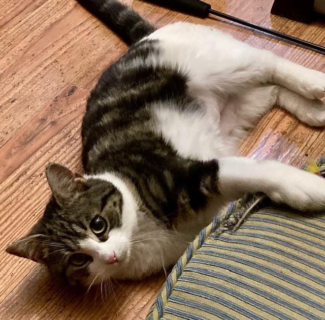 Penny, a ADOPTABLE Domestic Short Hair in Ottawa, ON image 6/6