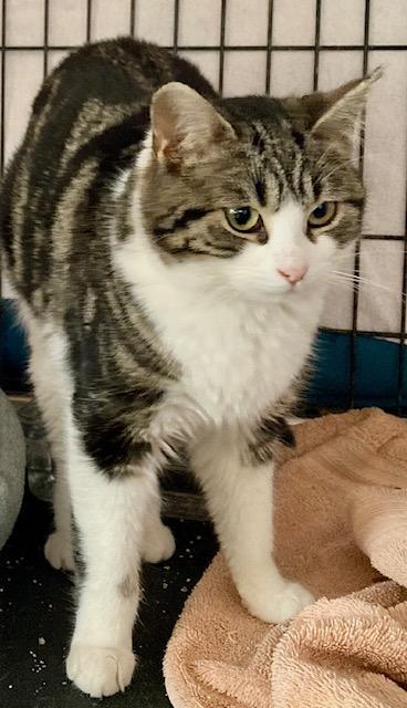 Enlarge Penny, a ADOPTABLE Domestic Short Hair in Ottawa, ON image 2/3