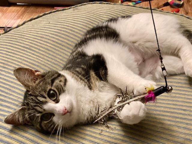 Penny, a ADOPTABLE Domestic Short Hair in Ottawa, ON image 4/6