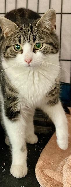 Enlarge Penny, a ADOPTABLE Domestic Short Hair in Ottawa, ON image 3/3